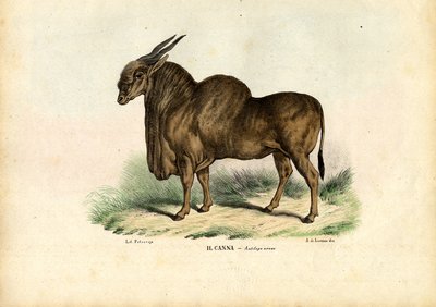 Eland, 1863-79 da Raimundo Petraroja